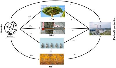 Carbon sequestration potential of different forest types in Pakistan and its role in regulating services for public health